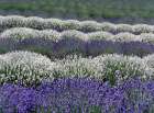Lavender fields near the town of Zillah Art Print